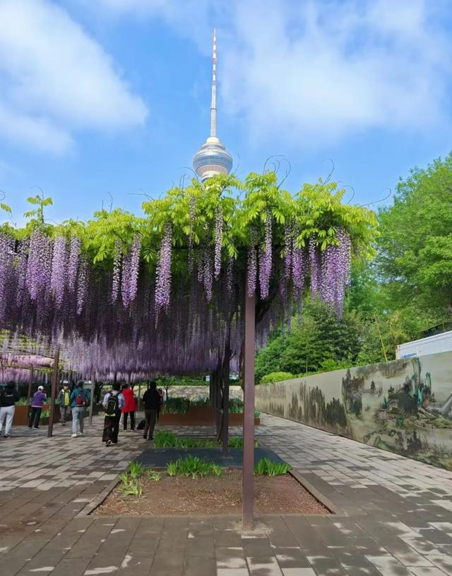 北京一处“最壮观”的紫藤花公园，犹如仙境一样美，震撼至极！