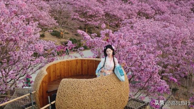 新会大泽绿美生态园太梦幻了，6000株紫花风铃开成童话花海