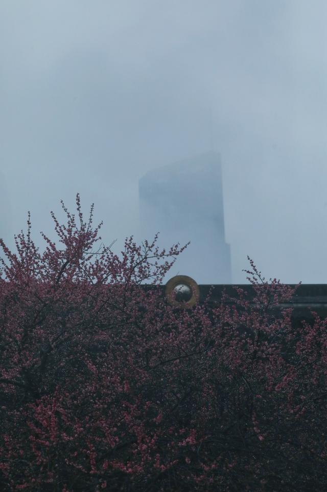大年初十，春雨中，铁佛寺。一场六瓣梅的告别，看哭了所有人