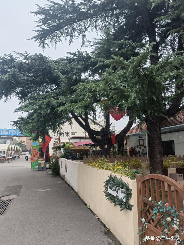 无为在歧路，国庆游淄博4