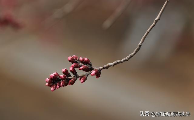 定了！3月13日开园，天津桃花节最新攻略