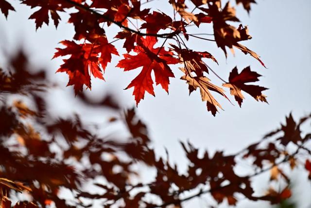 藏不住了！北京通州这条4.4公里“红叶大道”，美到封神~