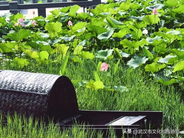 武汉荷花已到盛花期！5处赏荷地，地铁直达