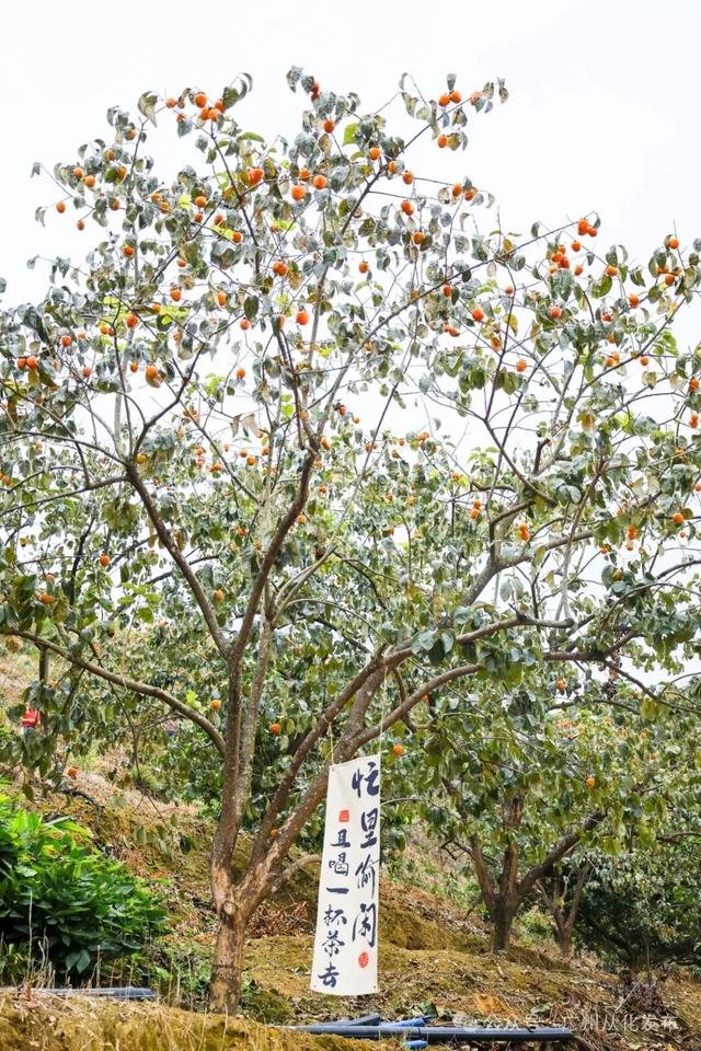 红透山野！从化密石村鸡心柿正当时，解锁“赏柿+住宿+畅行”秋日慢生活