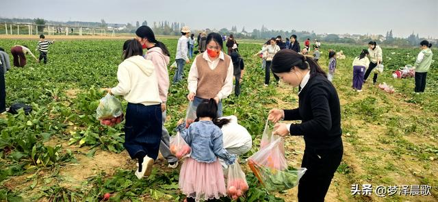 周末新玩法：云梦博物馆看秦简，新马村拔萝卜，武汉家庭乐翻天