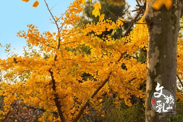 当秋风吻过乳山：一场关于色彩与治愈的漫步指南