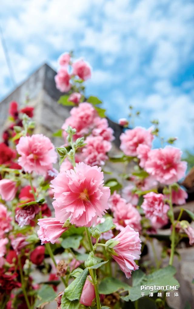 平潭百厝行丨深坞村41号，开在花河边的浪漫石厝