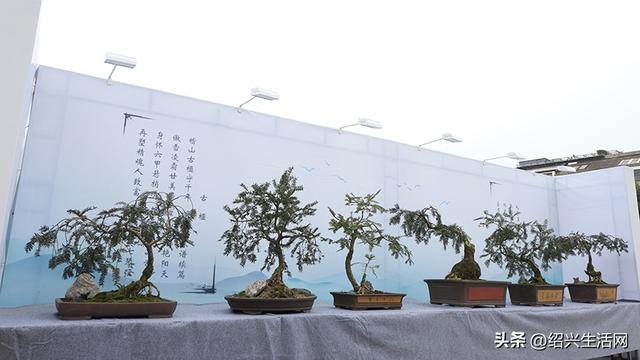2025绍兴盆景艺术展10月亮相嵊州！邀您共赴一场视觉盛宴