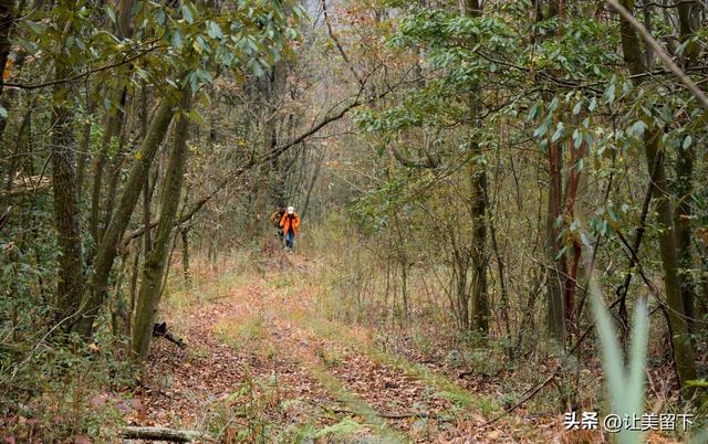 一条路，落叶无迹——贵州冬日风光