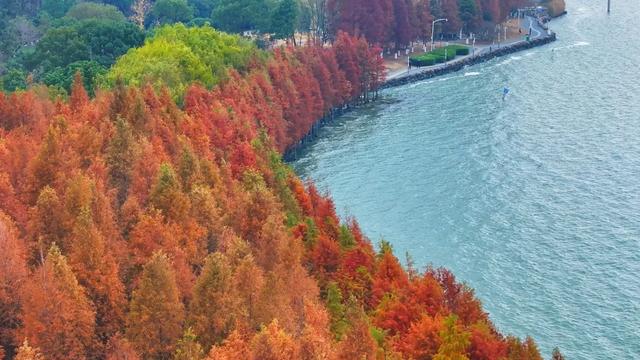 最近林子里长满了苏州人