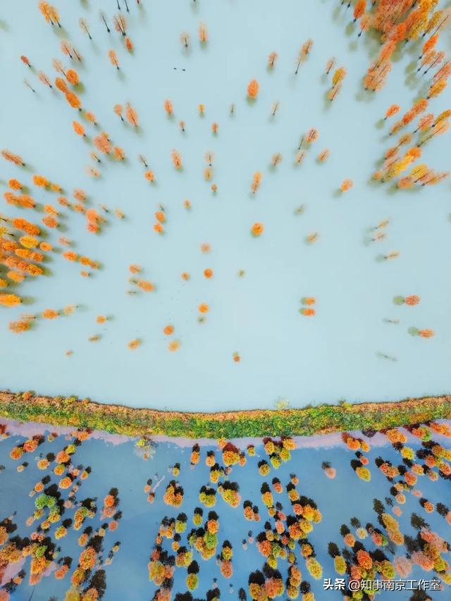 51张照片告诉你，南京的秋天有多美！