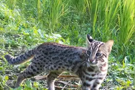 猛兽危险！“石虎”现身山东，外貌像极家猫，常被人误当猫咪饲养图片