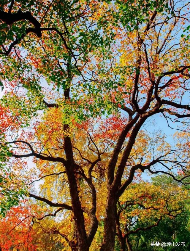 看完你的 看你的,坪山这片格桑花海承包你的秋日治愈感!