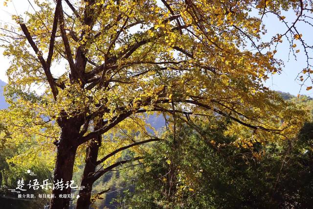 浙江宁波这里的多彩风景线，银杏和无患子树相互映衬，风景美如画