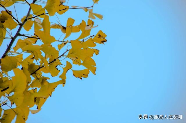 韶关南雄银杏之约，2天1晚赏秋游玩全攻略，体验独特的秋日故事