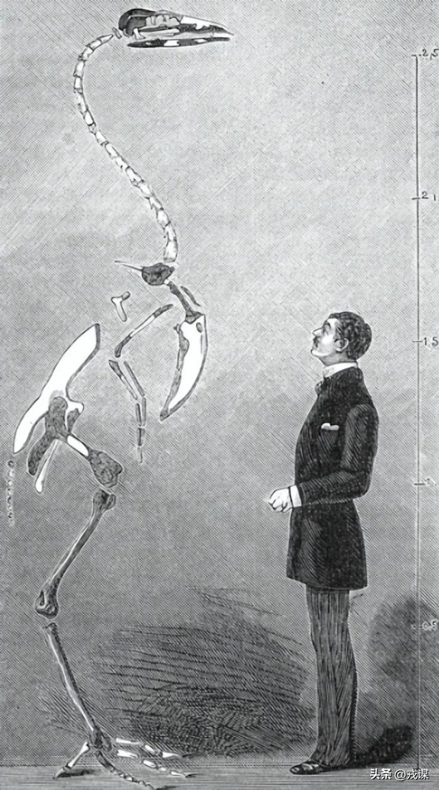 346万英镑买火鸡？恐龙新物种被拍走！古生物学家：别抢科研宝藏