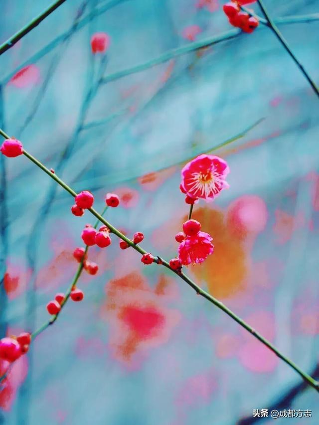 成都这波“梅”景太出片，错过再等一年~