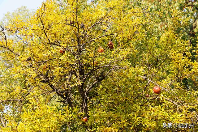 上海：120多年前从古桥石缝中“钻出”的石榴树如今硕果挂枝头