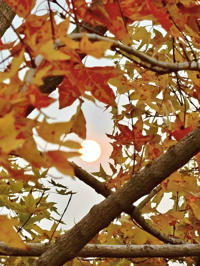 秋景秋色秋意浓,北京城市副中心藏着古今交融的浪漫