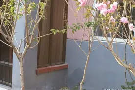 莫道桃源无觅处，艾蒿悠悠昼初长（25）图片