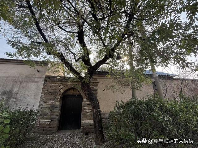 泰安肥城西陆房村里的大白菜