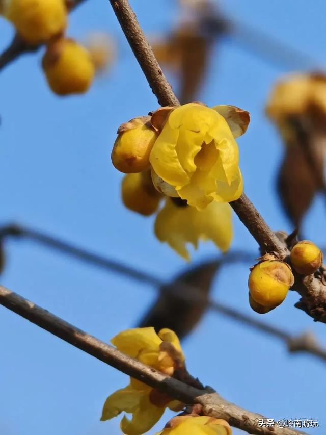 莫错过!西安周边10个公园的梅花暗香浮动,等着你去打卡观赏!