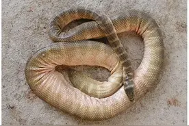 一瓶抗毒血清3万元？世界咬人最多的海蛇血清，一般人还真用不起图片