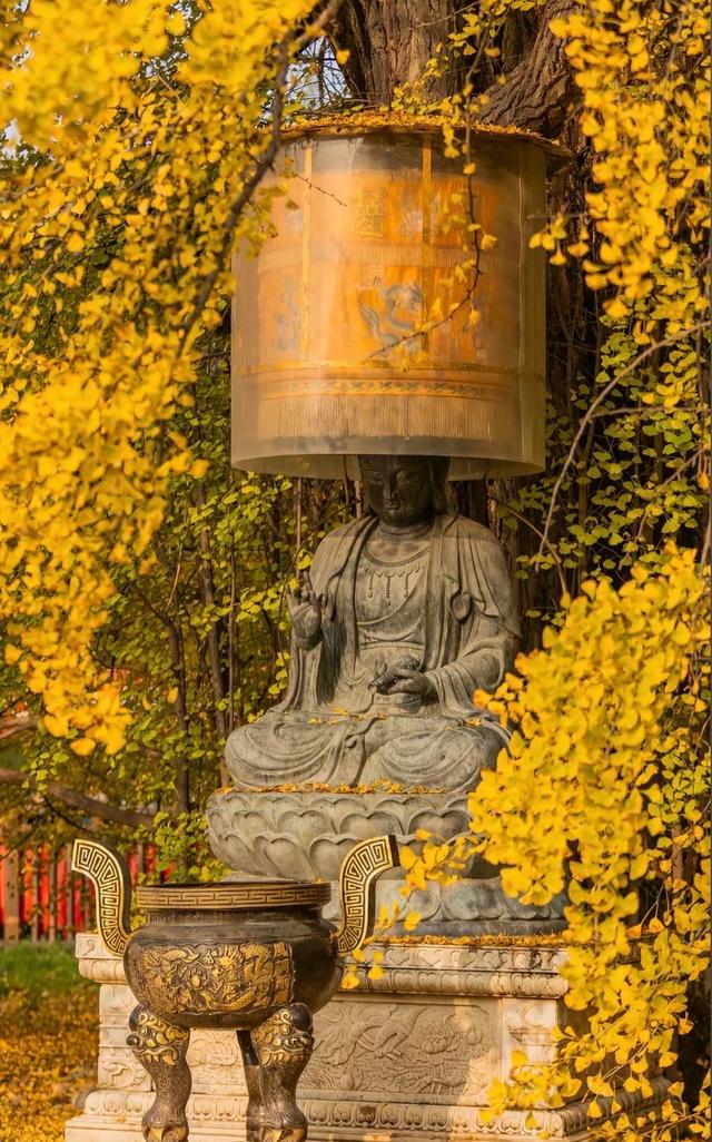 西安周末游丨这8个免费赏银杏叶好去处