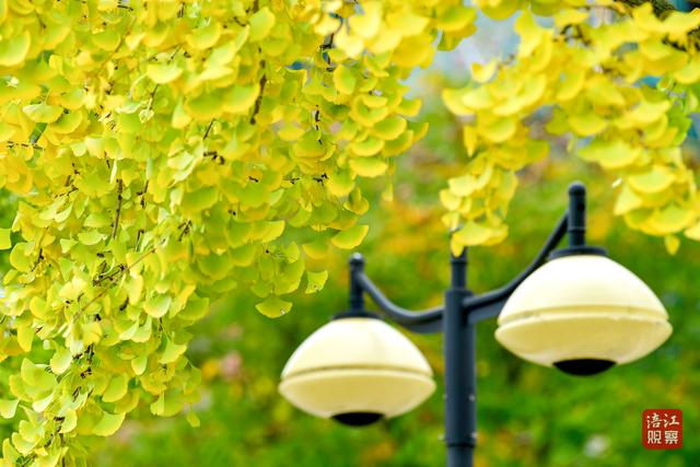 初冬时节，层林尽染，心随景动