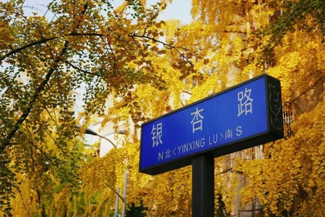 成都银杏即将进入最佳观赏期！2025银杏观叶指数新发布→