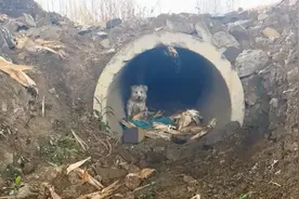 流浪狗跟着男孩回家后，结果被父母赶出了家门，结局令人泪目。图片