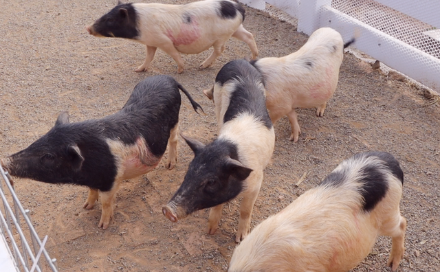 春假在金堂咋个耍？这篇推文告诉你答案→