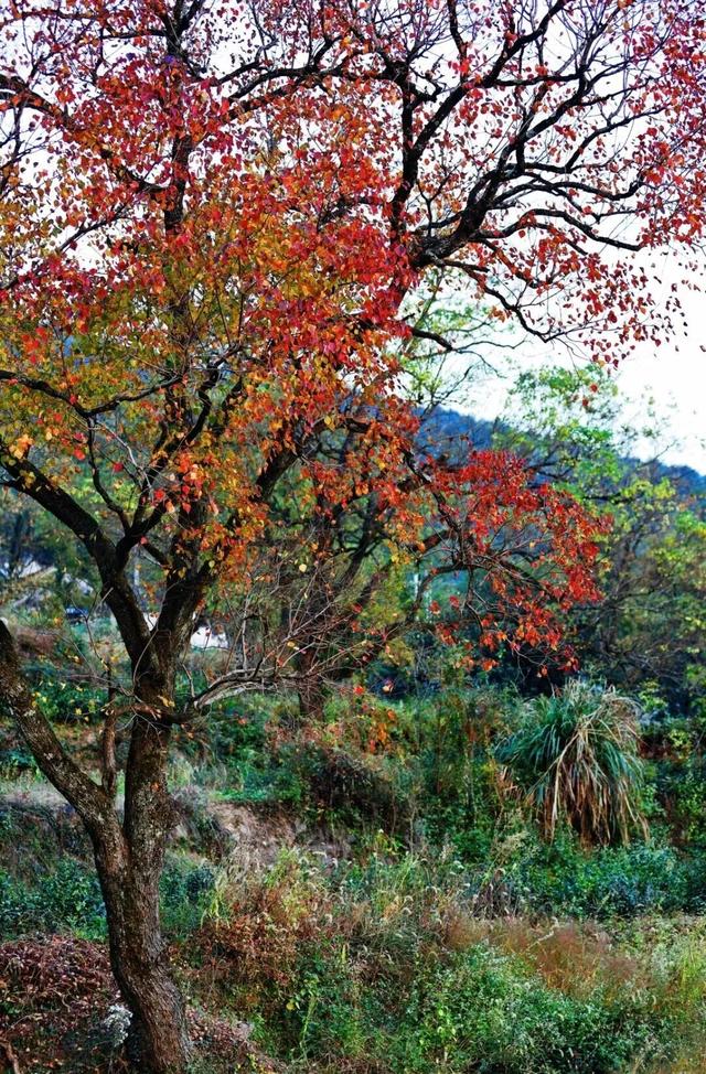 赏秋正当时！跟着杨紫独白，一起解锁塔川「最美秋色」 | 皖美冬日 | 第十五届安徽国际文化旅游节