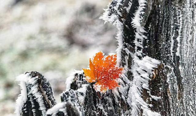 初雪的四方山：雾凇遍野 琼枝满山