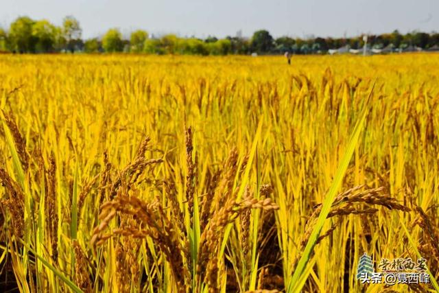 【风光】长安公园稻谷香