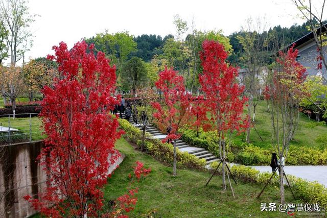 美美哒！来仪陇，邂逅四川张思德干部学院的初冬浪漫！
