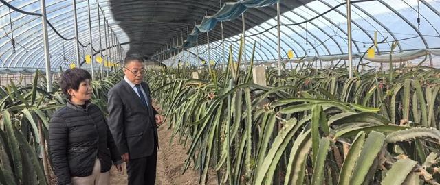 陕西铜川：“南果北种”有多难？