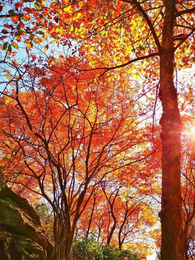 黄陂秋日文艺之旅 | 玩出“文艺范天花板”！