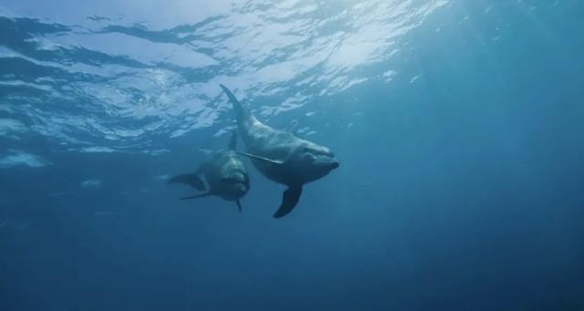 “华南第一女训鲸师	”消失的十年：被白鲸拖下水后，她选择亲手拆穿海洋馆的残酷真相