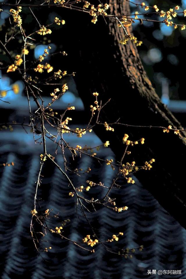山东的第一波蜡梅开啦！快来邂逅这份冬日限定的浪漫
