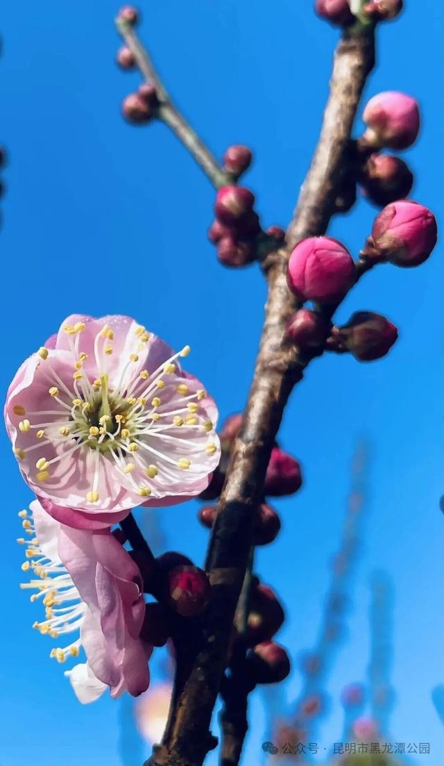 大寒至，春可期，昆明这些地方繁花似锦！