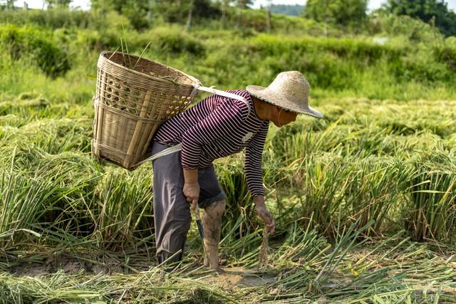 今日处暑，老话“冬天冷不冷，就看处暑”，今年冬天到底冷不冷？