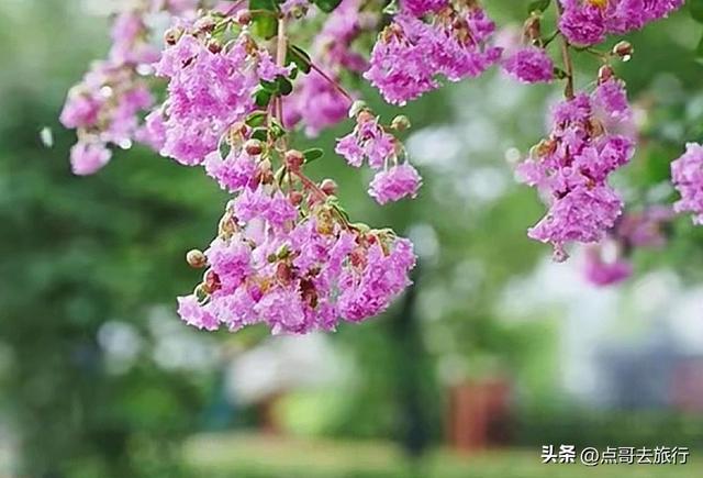 成都温江最美紫薇花大道，壮观色彩斑斓，不要门票，地铁公交直达