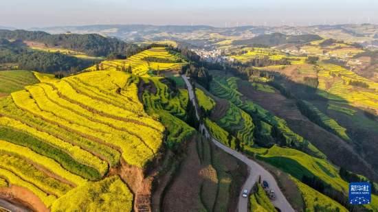 带着孙女去旅行（168）罗平油菜花海游