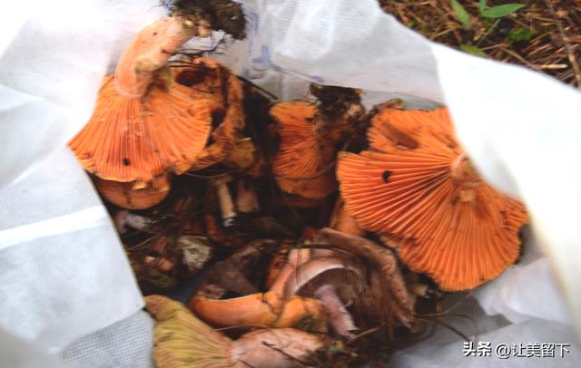 国庆假日的贵州贵阳，采菌子去