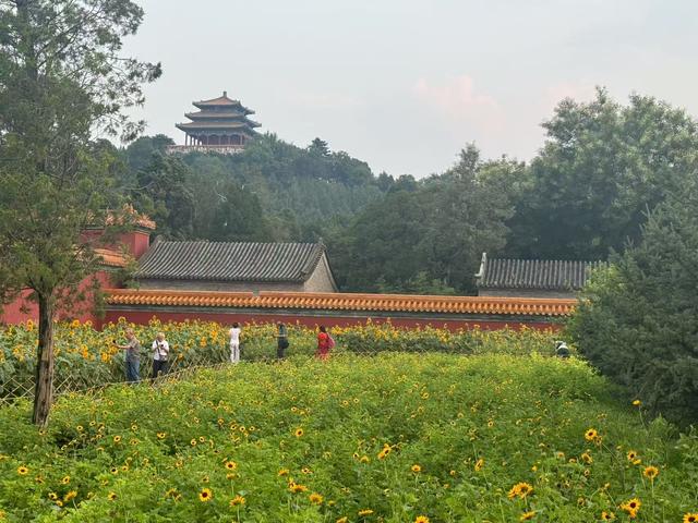 焕活中轴 | 景山紫禁之巅，望光影中轴
