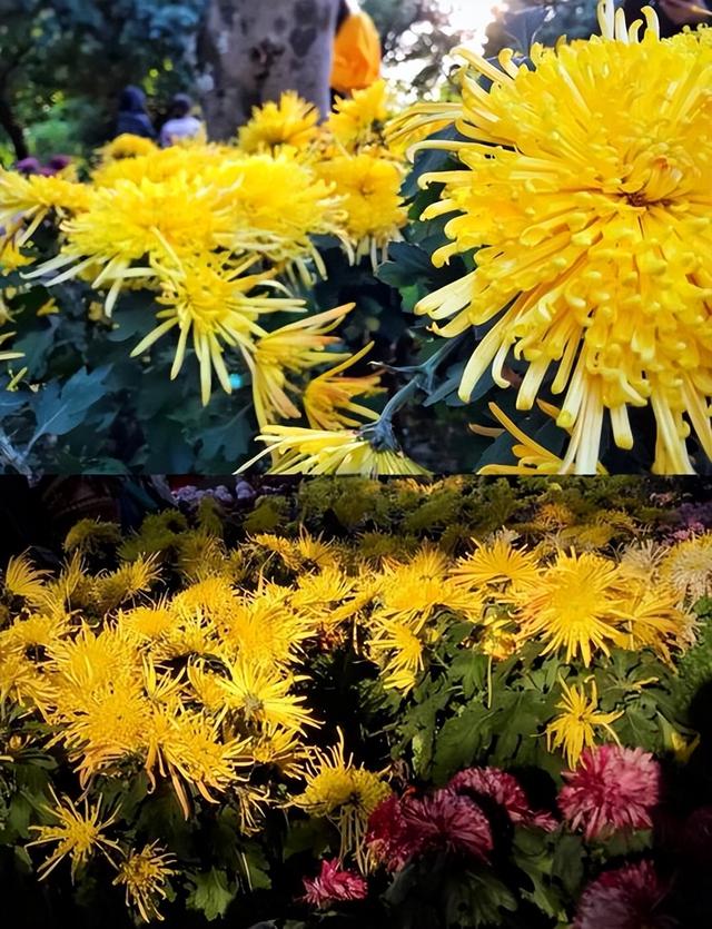 【福州一日记】在三坊七巷啃肉燕，去西湖边追菊花展