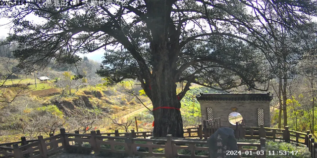 发现·公园城市 | 在成都，这个有两千岁古树的村庄也是长寿村