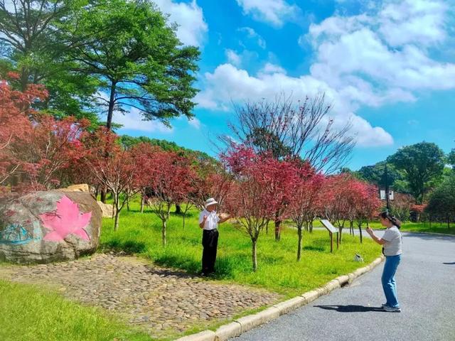 近10000㎡！广州市区的枫叶仙境红啦