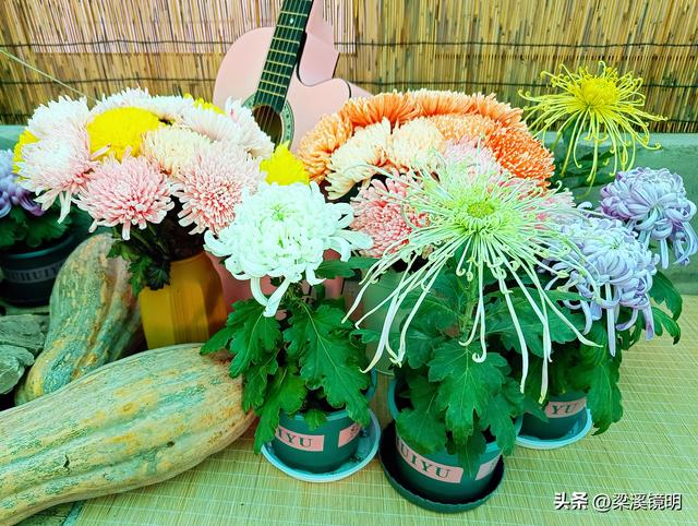 “中山秋韵，菊映盛世”，赏菊南京中山植物园（上）